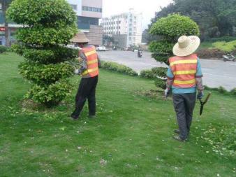 園林綠化施工、養護,草皮銷售及種植,園區、市政等改造工程