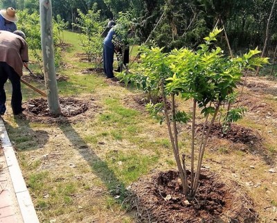 建綠透綠成商河常態(tài)!厲害了,我的園林城市_商河縣_大眾網(wǎng)