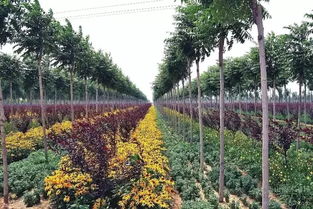 反季節(jié)苗木種植技術(shù)在園林綠化施工中的應(yīng)用