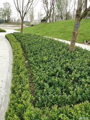 成都市政道路綠化,小區砍樹、修樹、除草、移栽樹