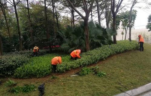 搶抓春日好時機 蓬江區開展綠化養護行動