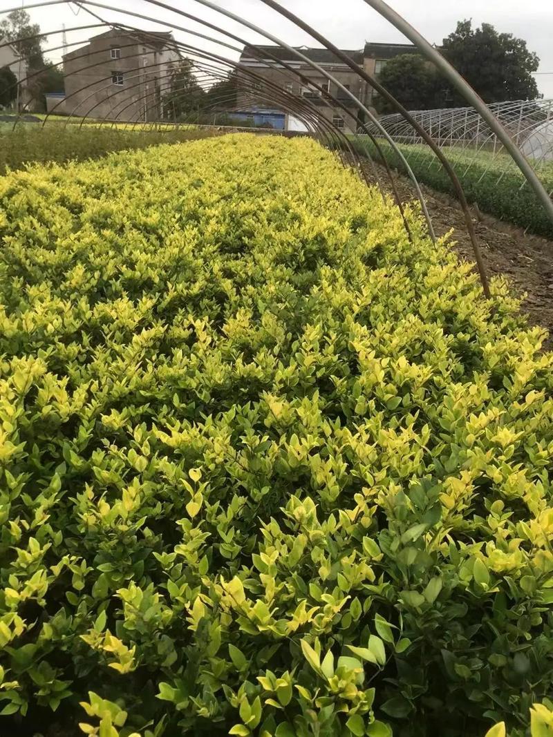 園林綠化工程苗木人 連接供需，筑造綠色與活力的空間