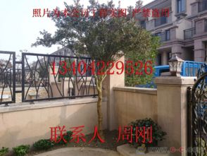 蘇州園林綠化 從設計、施工到養護的古典與現代融合之道